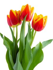 multicolor flowers of tulips at spring close up