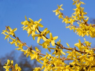 forsythia bush with yellow flowers at spring