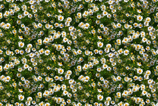 camomiles meadow and bee. Camomiles meadow, Pharmaceutical camomile. Medicinal plant chamomile lowering. seamless background.