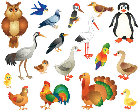 set of wild and domestic birds in a funny cartoon style. vector illustration