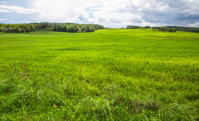 Spring sunny day. forest. cloud. Background. Selective focus