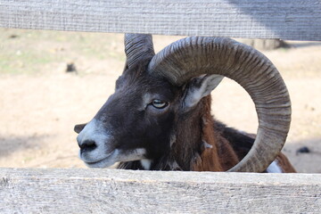 The goat looks out from behind the wooden law in the zoo