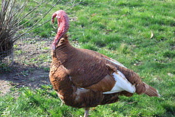 A large male turkey stands on green grass in a summer yard