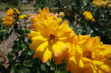 Fototapeta premium 太陽の光を浴びて咲き誇るバラ園の気品漂う黄色い薔薇の花