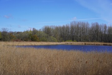 Sonnige Wasserlandschaft mit Schilf und Wald im Naturschutzgebiet 