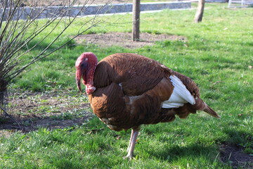 A large male turkey stands on green grass in a summer yard