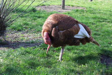 A large male turkey stands on green grass in a summer yard