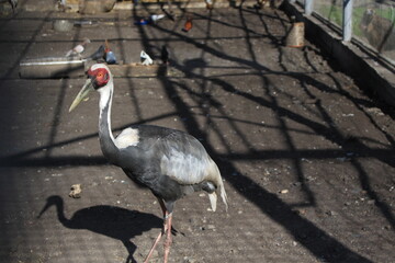 White-naped crane lives in Ukrainian zoo