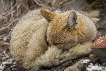 Baby cub of the Patagonian fox, also called the chilla or the gray zorro in snow near National park Torres del Paine in Chili Patagonia. High quality photo