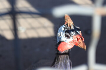 A bright guinea fowl lives in the Ukrainian zoo