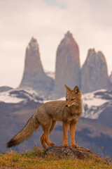 Patagonian fox, also called the chilla or the gray zorro in snow near National park Torres del...