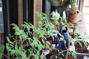 junge Tomatenpflanzen mit kleiner Gieskanne
