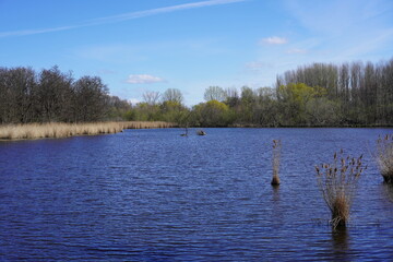 Wasserlandschaft mit Schilf und Bäumen bei Sonnenschein im Naturschutzgebiet 