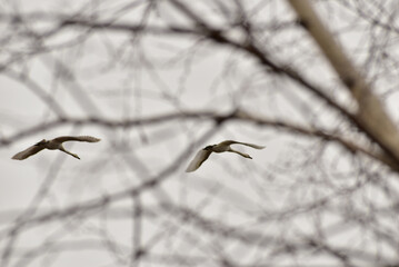 Two white swans are flying over the trees.