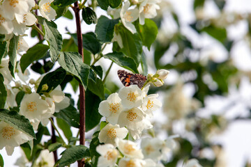 white old jasmine flowers in summer