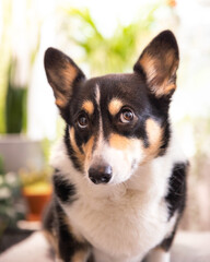 Naklejka na ściany i meble Tri color Pembroke Welsh Corgi looking up with up with puppy dog eyes and large ears, sitting in a brightly lit room with natural light