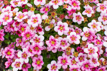 Pink flowers blooming full frame nature background, beautiful in nature.