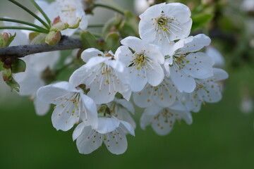 White tree blossom close up selective focus. Blurred background with copy space. floral background