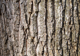 bark as a natural, organic, rustic website background