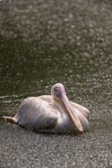 a swimming pelican in heavy rain