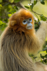closeup of golden snub-nosed monkey