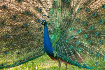 a blue peacock expanding wings