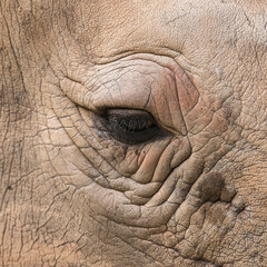 rhino eye in closed up