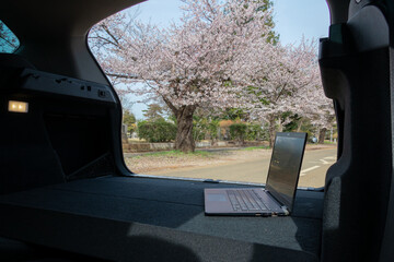車中でのテレワーク　桜を見ながら　remote working in the car and   cherry blossoms