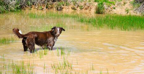 perro en medio de balsa banándose en el agua