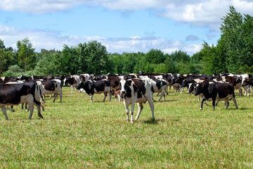 grazing a herd of cows in a field with green grass in summer