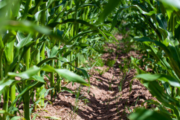 young green corn in the summer