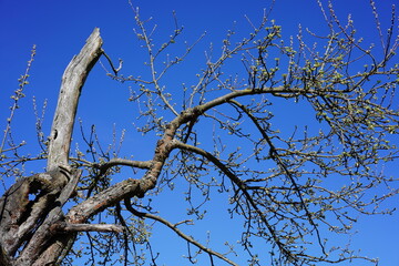 Alter Apfelbaum mit jungen Trieben und Knospen vor blauem Himmel  im Naturschutzgebiet 
