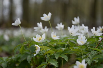 wiosna kwiaty las białe polana łąka