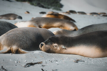 Fototapeta premium South Australian Sea Lions having sweet dreams on the Seal Bay beach located on Kangaroo Island