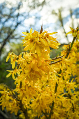 Yellow fosythia hedge flowers huge bunch on blue and white sky background