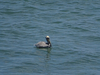 Pelicano en el mar