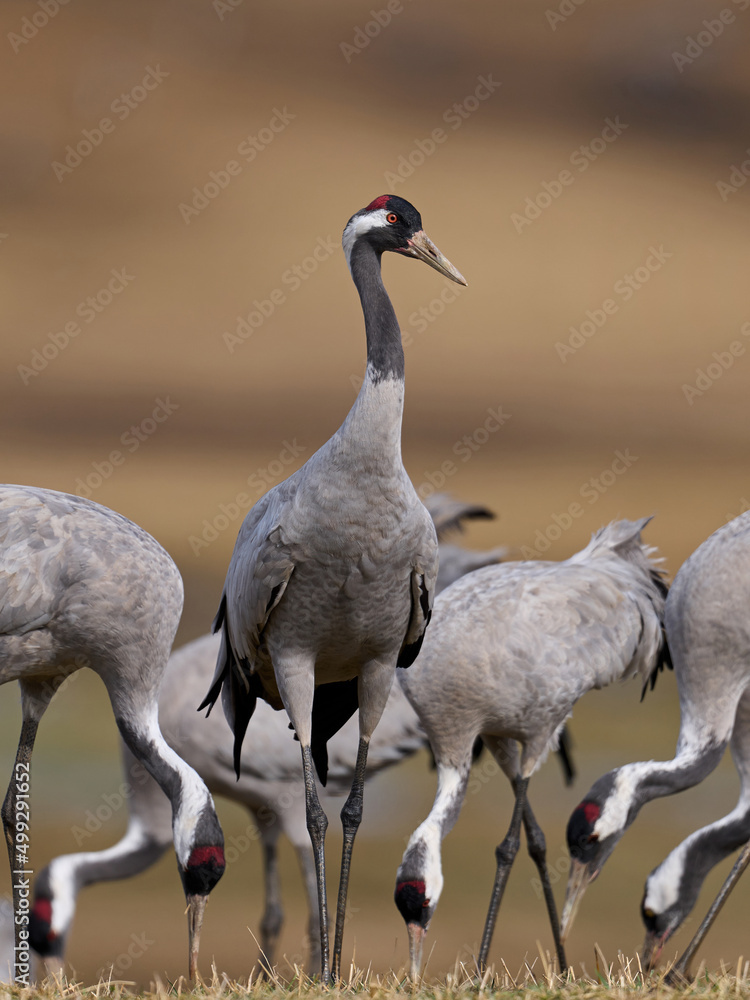 Canvas Prints common crane (grus grus)