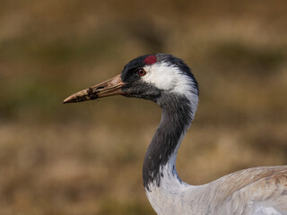 Common crane (Grus grus)