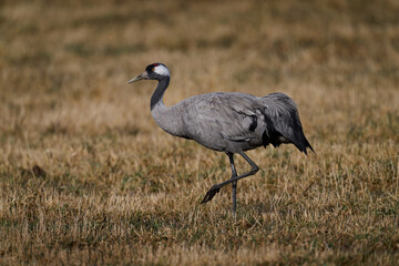 Common crane (Grus grus)