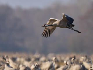 Common crane (Grus grus)