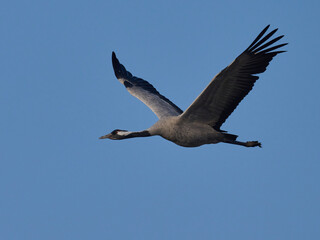 Common crane (Grus grus)