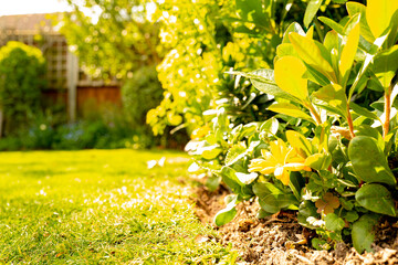 Shallow focus of plants seen in a well maintained summer garden, taken after the lawn was cut.