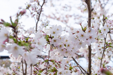 桜の花、兵庫県赤穂市、4月に撮影