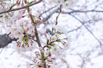 桜の花、兵庫県赤穂市、4月に撮影