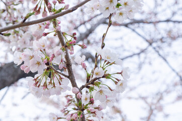 桜の花、兵庫県赤穂市、4月に撮影