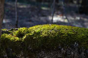 Green moss on a tree. Bryophyte in the swamps close-up in spring in April