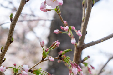Fototapeta na wymiar 桜の花、兵庫県赤穂市、4月に撮影