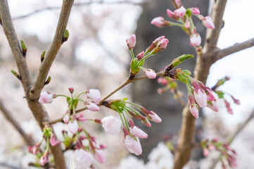 Fototapeta na wymiar 桜の花、兵庫県赤穂市、4月に撮影