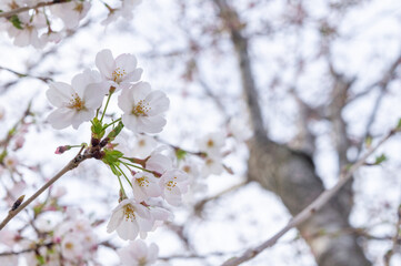 桜の花、兵庫県赤穂市、4月に撮影