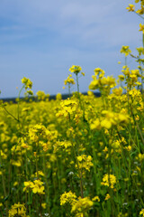 yellow flowering rapeseed in the spring season